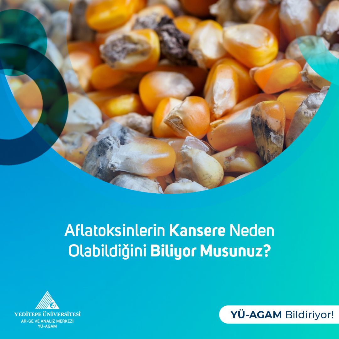 Aflatoksinlerin Kansere Neden Olabildiğini Biliyor musunuz?